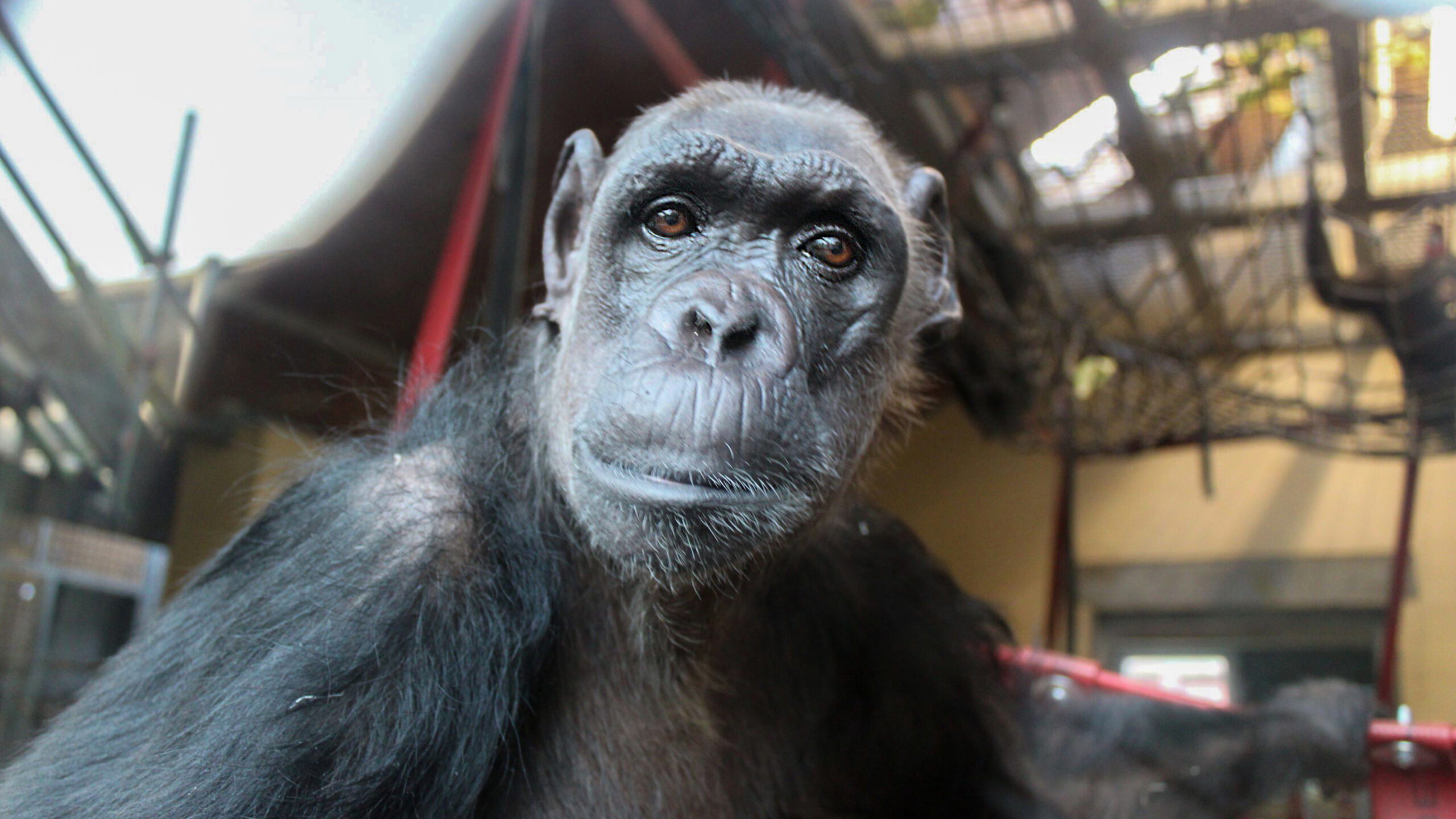 ape rescue centre dorset - Ilustrasi 2