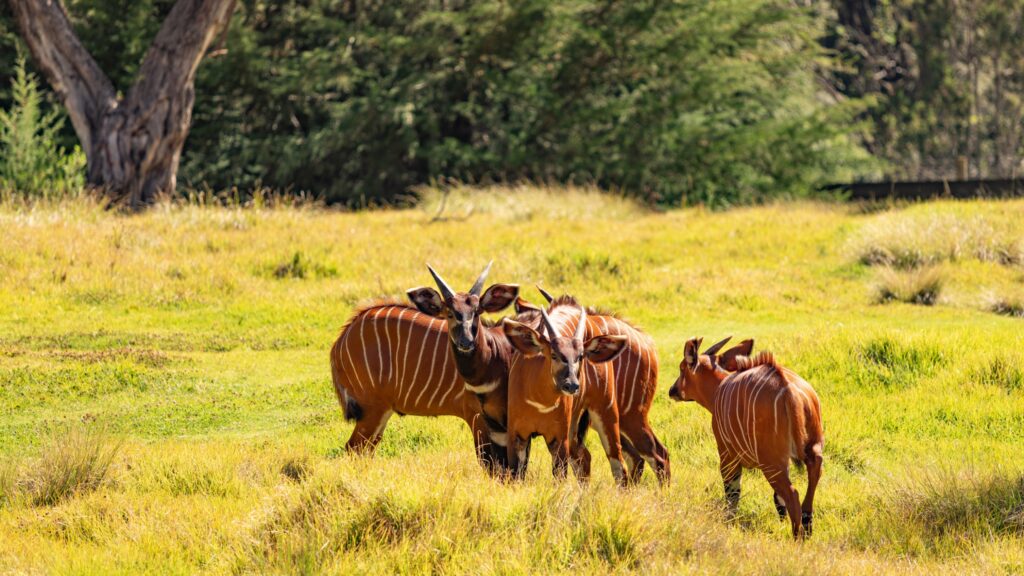 Endangered Antelopes return home