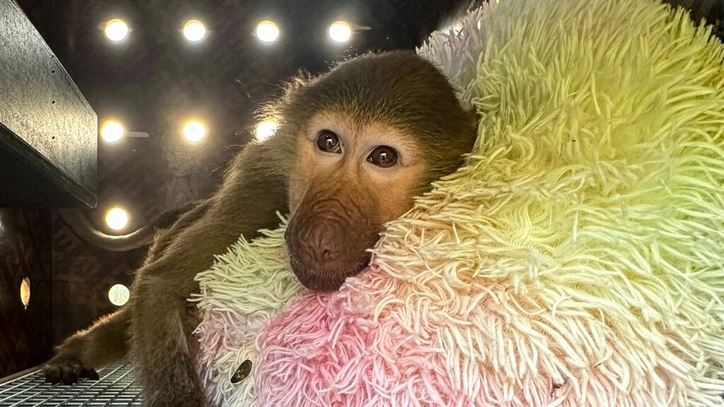DHL flew Saadoon, a male baboon, from Bahrain to Djibouti
